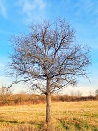 Bare tree on field against sky