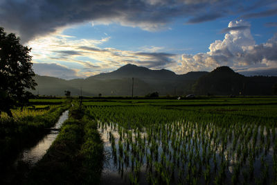 Scenic view of agricultural field against sky