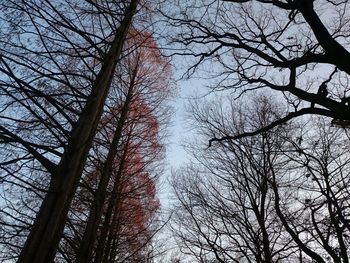 Low angle view of trees in forest during winter