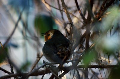 Low angle view of bird perching on branch