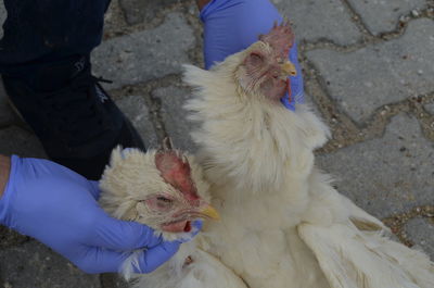 Autopsy dead chickens in poultry necropsy examination