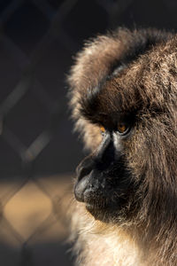 Close-up of a monkey looking away