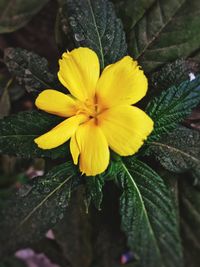 Close-up of yellow flower