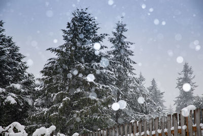 Low angle view of frozen tree against sky during winter