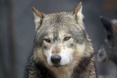 Close-up portrait of wolf