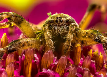 Close-up of spider on pink flowers