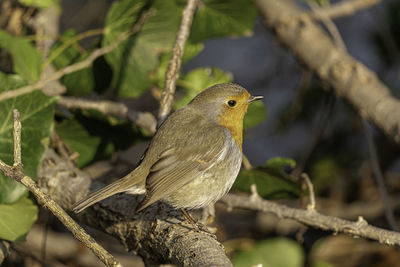 Close-up of bird perching on branch