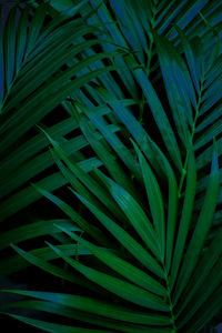 Full frame shot of palm leaf