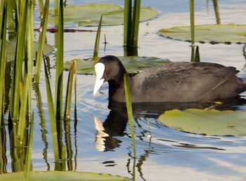 Duck swimming in lake