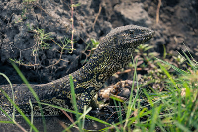 Close-up of lizard on field