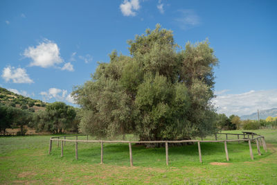 Trees growing on field against sky