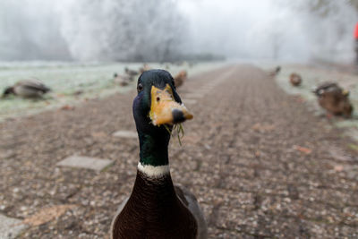 Close-up of swan