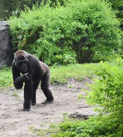 Bear on land in forest