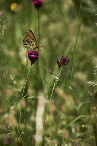 Close-up of butterfly pollinating on red flower