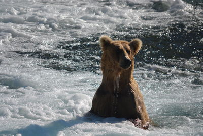 View of horse in sea