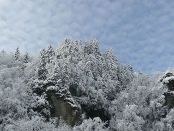 Snow covered plants and trees against sky