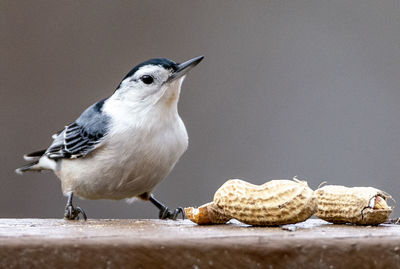 Close-up of bird perching on wood