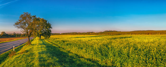 Scenic view of oilseed rape field against sky