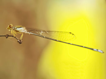 Close-up of dragonfly