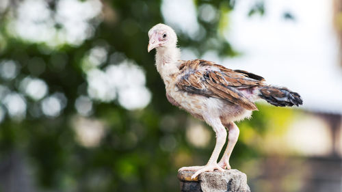 Close-up of bird perching on wooden post