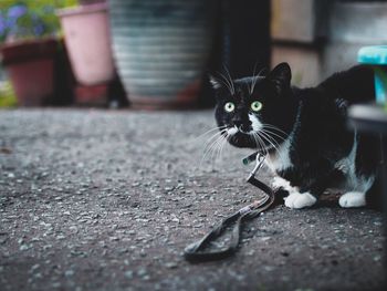 Portrait of black cat outdoors