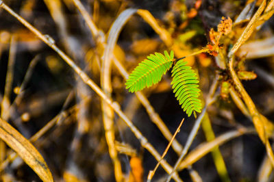 Close-up of fern growing on tree