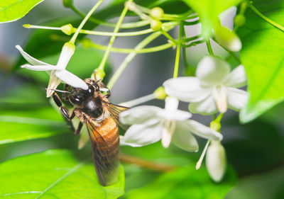 Close-up of butterfly pollinating on flower