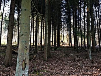 Trees in forest