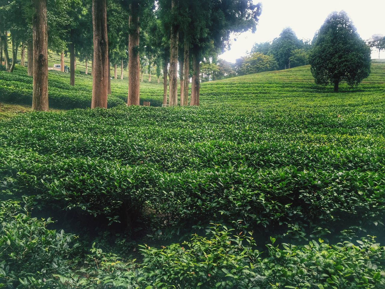 TREES ON FIELD