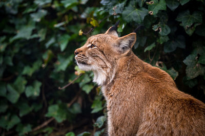 Side view of a cat looking away