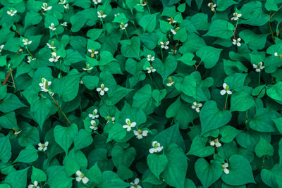 Full frame shot of flowering plants