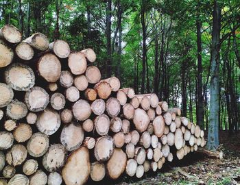 Stack of logs in forest