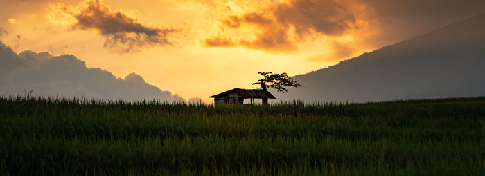 Scenic view of agricultural field against sky during sunset