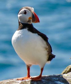 Close-up of puffin by sea on rock