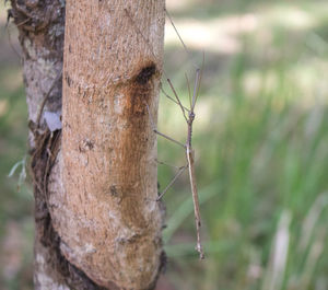 Close-up of lizard on tree trunk