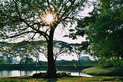 Trees by lake against sky