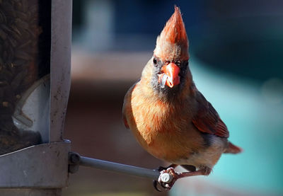 Male northern cardinal on the bird feeder