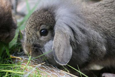 Close-up portrait of a rabbit