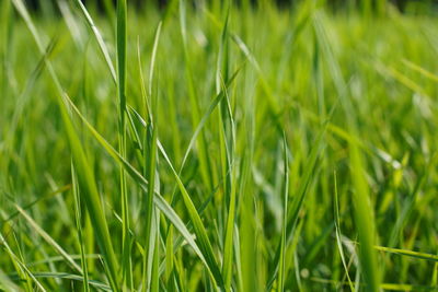 Full frame shot of crops growing on field