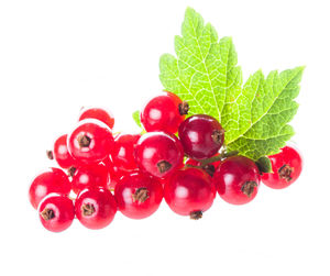 Close-up of red berries against white background