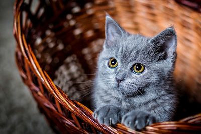 Close-up portrait of kitten in basket