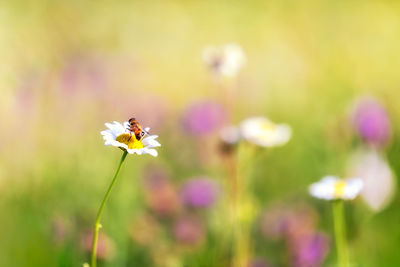 Close-up of insect on purple flower