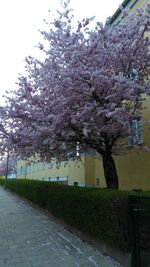 Pink flowers blooming in park