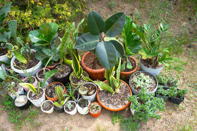 High angle view of potted plants
