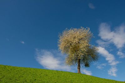 Coconut palm tree on field against sky