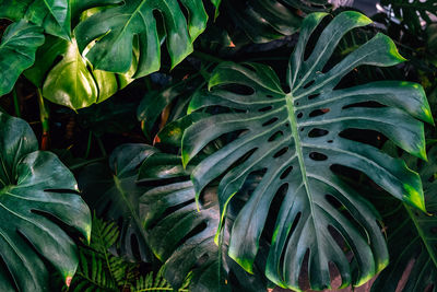 Full frame shot of fresh green leaves