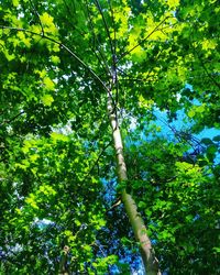 Low angle view of tree