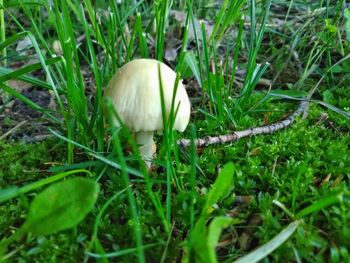 Close-up of a mushroom in field