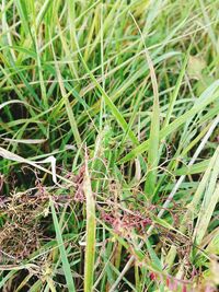 Close-up of lizard on grass