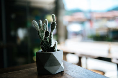 Close-up of potted cactus on table